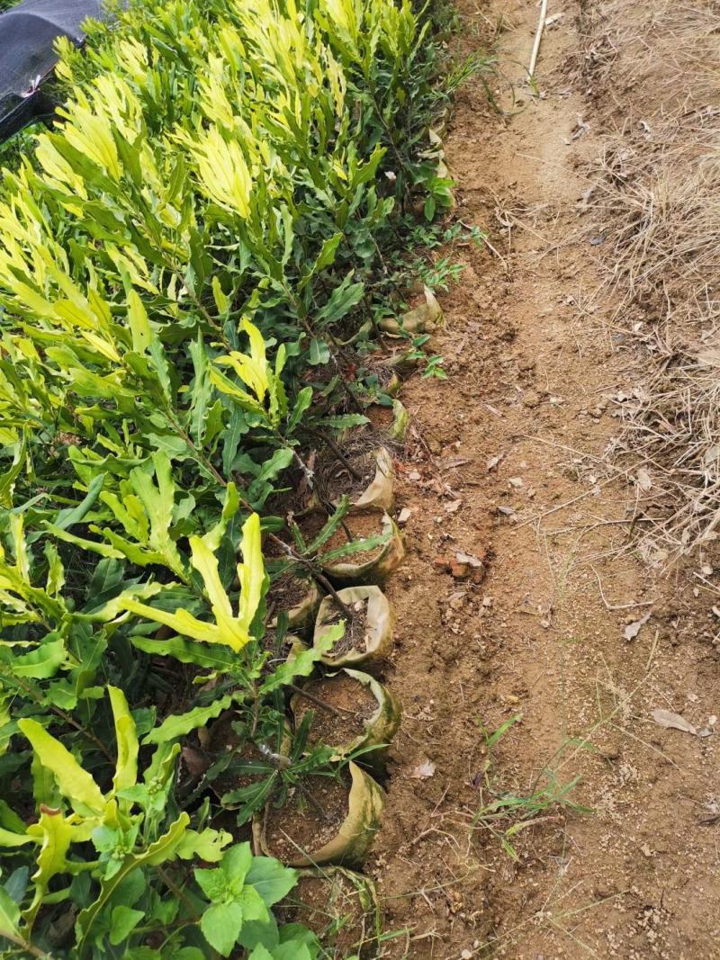 嫁接澳洲坚果苗桂热一号夏威夷果苗，带土带叶基地直供包邮