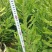 嫁接澳洲坚果苗桂热一号夏威夷果苗，带土带叶基地直供包邮