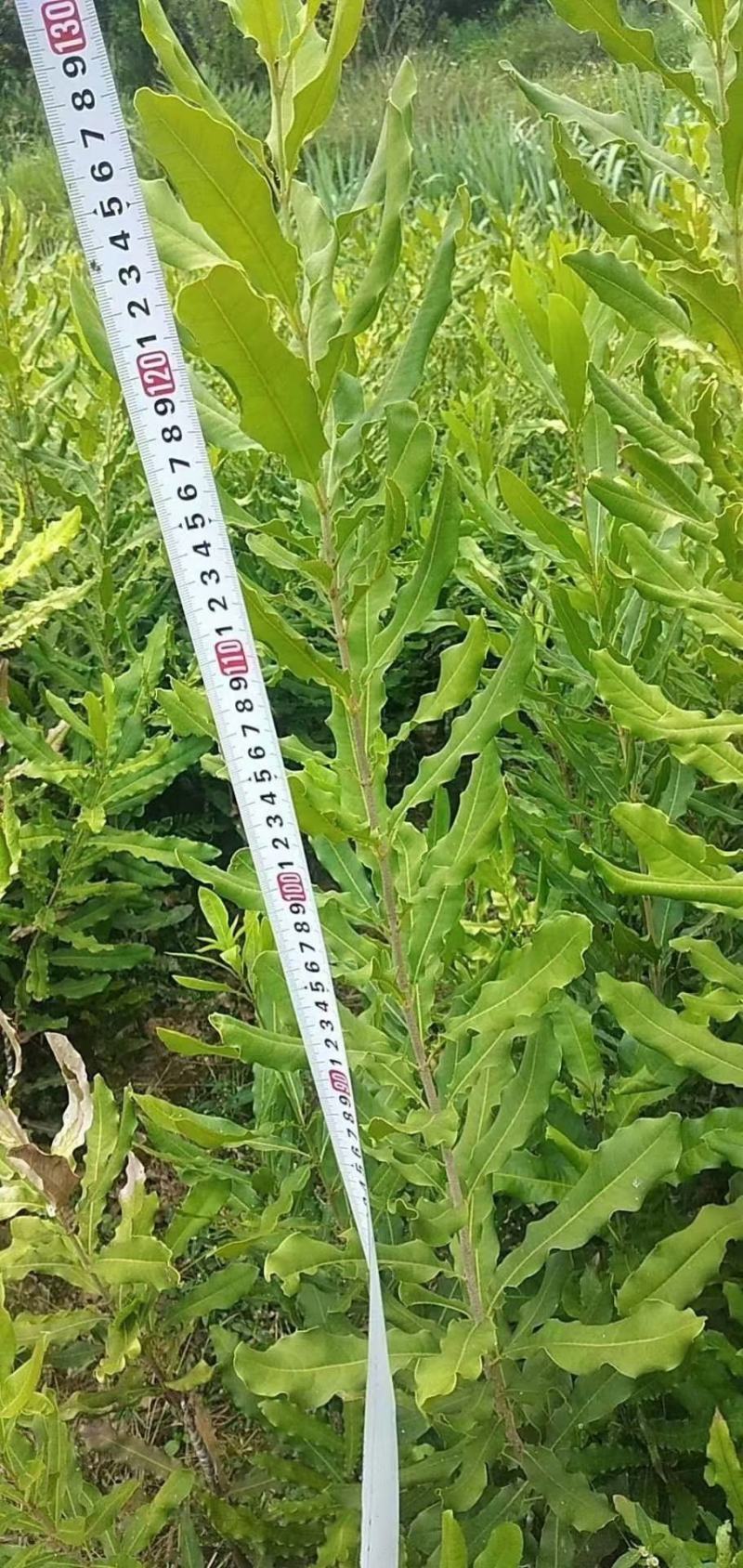 嫁接澳洲坚果苗桂热一号夏威夷果苗，带土带叶基地直供包邮