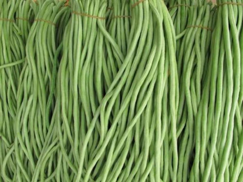 豇豆，青长豆角长度60厘米左右，质优价廉，代发全国市场
