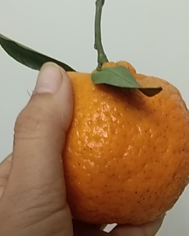 【精品椪柑】四川碰柑柑桔网碰自贡荣县留佳万亩优质碰柑基地