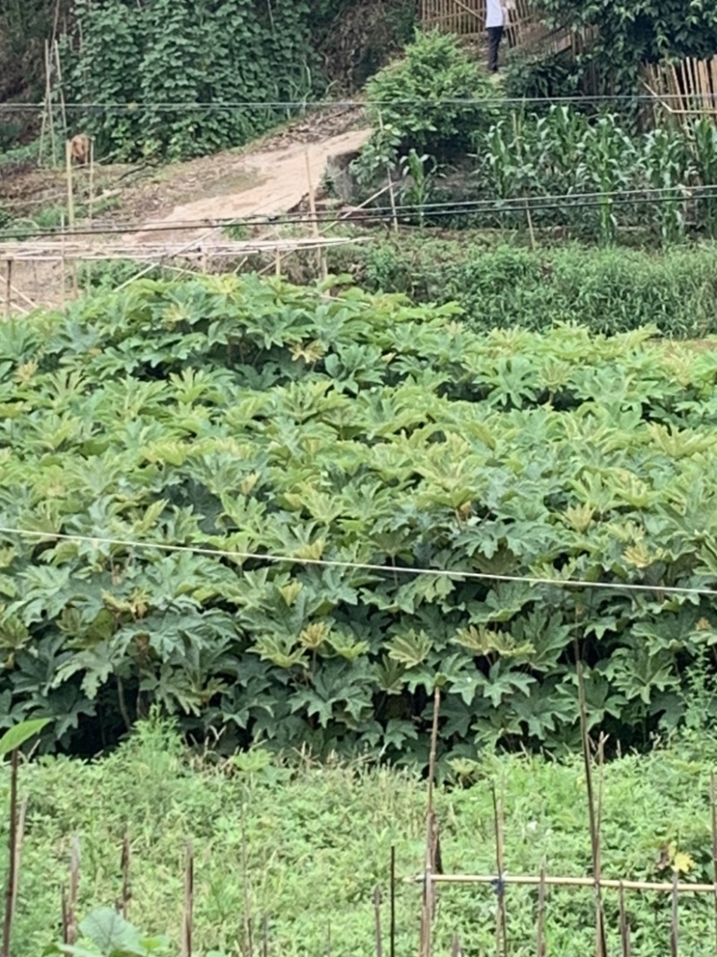 重庆今年新产足干大通草