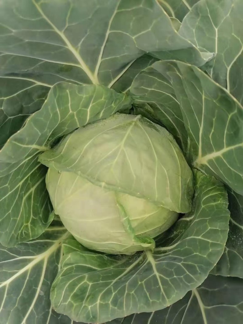 精品包菜，全程一条龙让商家无忧