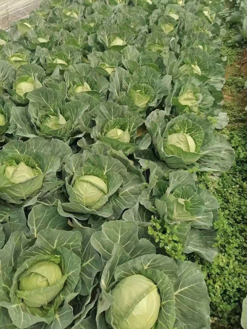 精品包菜，全程一条龙让商家无忧