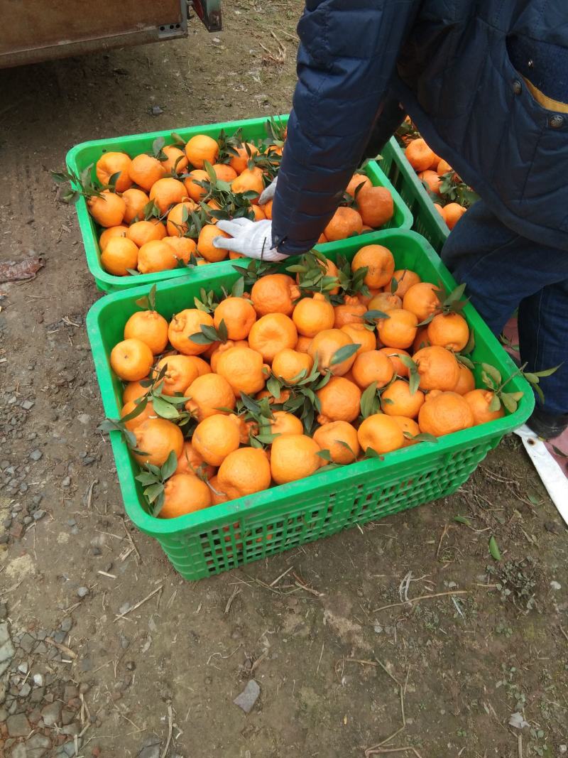 【精品椪柑】四川碰柑柑桔网碰自贡荣县留佳万亩优质碰柑基地