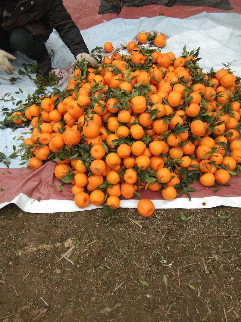 【精品椪柑】四川碰柑柑桔网碰自贡荣县留佳万亩优质碰柑基地