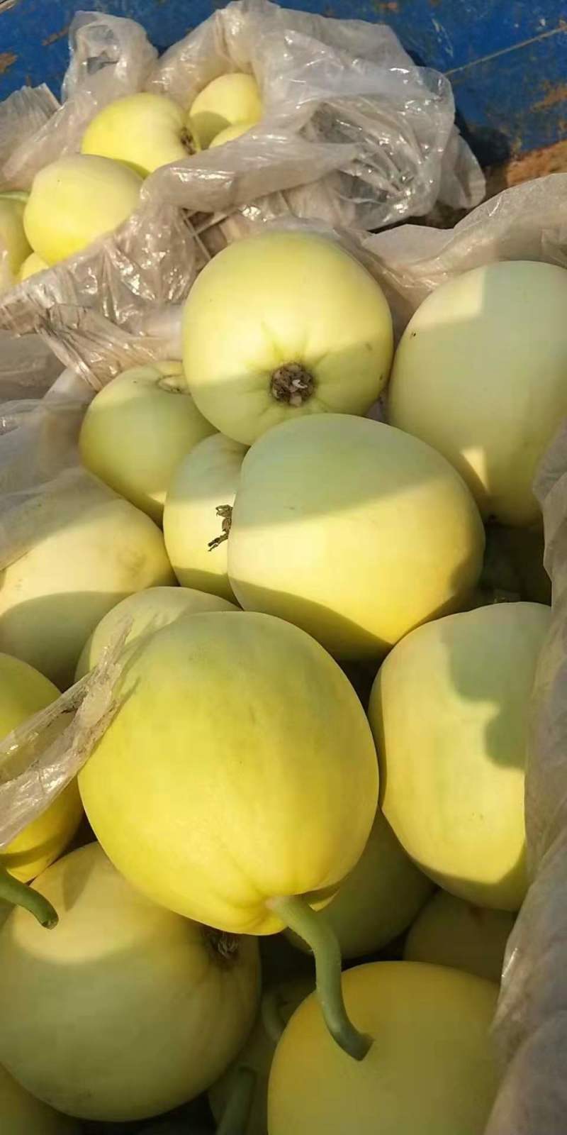 青州产区的星甜甜瓜皮薄肉厚，酥脆香甜，入口即化，个头均匀