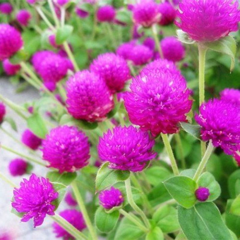 千日粉千日白千日紫千日红种子耐旱四季花种子庭院易种花籽花