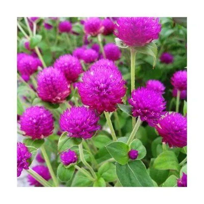 千日粉千日白千日紫千日红种子耐旱四季花种子庭院易种花籽花