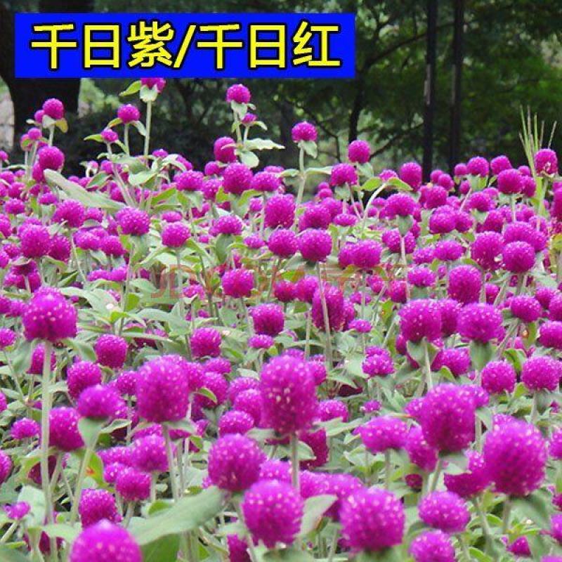 千日粉千日白千日紫千日红种子耐旱四季花种子庭院易种花籽花