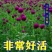 千日粉千日白千日紫千日红种子耐旱四季花种子庭院易种花籽花