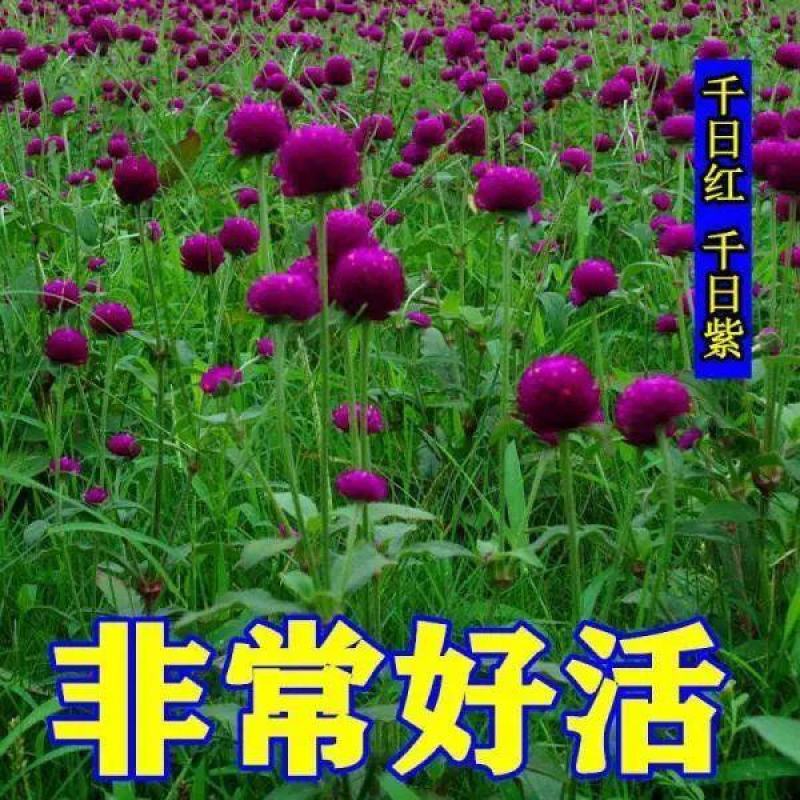 千日粉千日白千日紫千日红种子耐旱四季花种子庭院易种花籽花