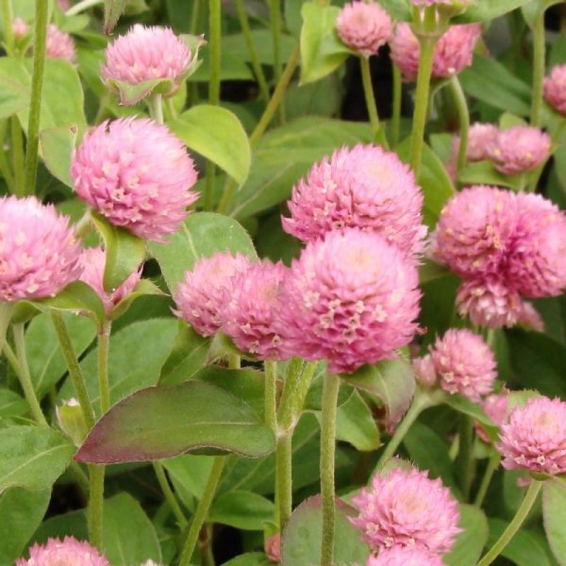 千日粉千日白千日紫千日红种子耐旱四季花种子庭院易种花籽花