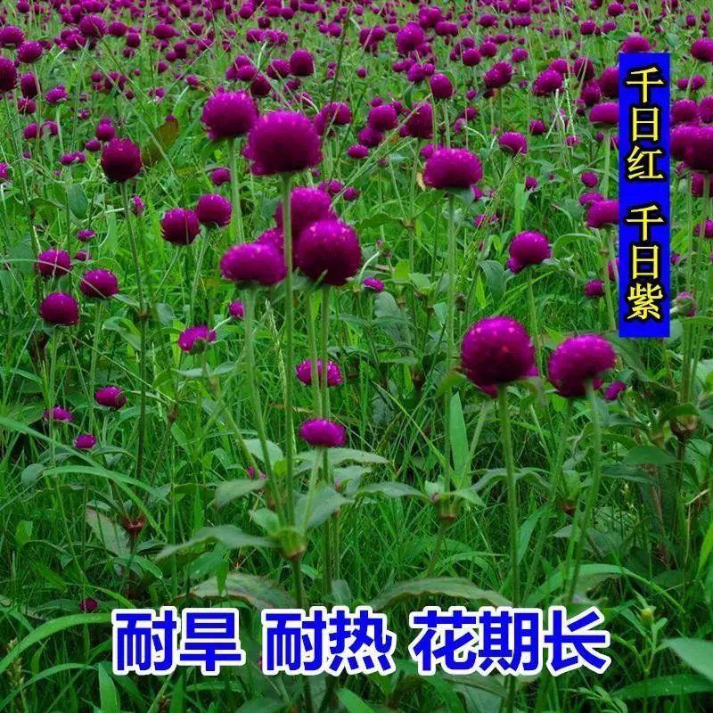 千日粉千日白千日紫千日红种子耐旱四季花种子庭院易种花籽花