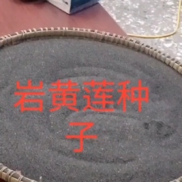 防野岩黄莲种子，成活率高，发芽率高，全程提供种植技术