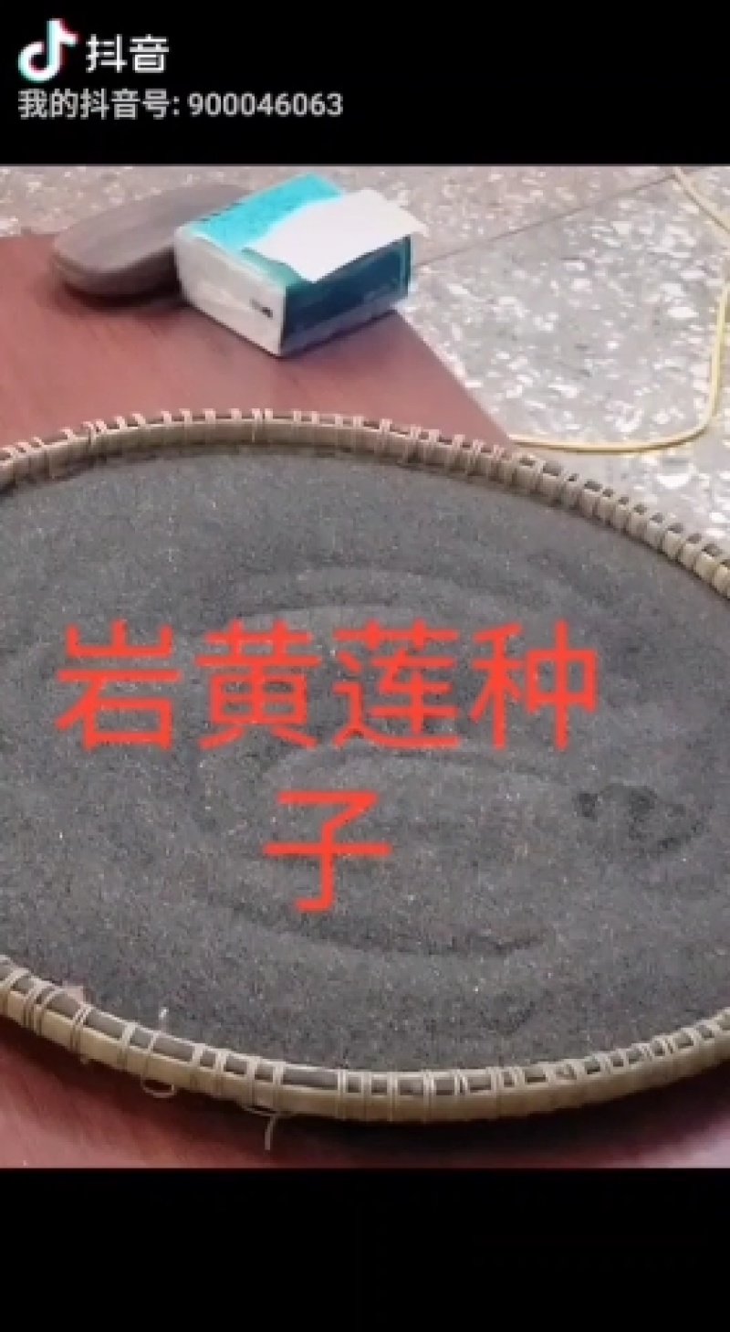 防野岩黄莲种子，成活率高，发芽率高，全程提供种植技术