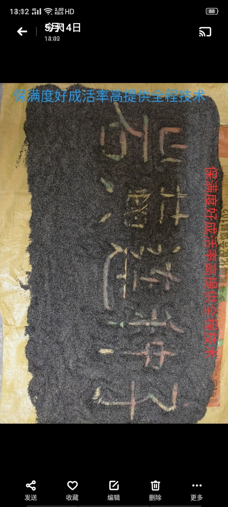 防野岩黄莲种子，成活率高，发芽率高，全程提供种植技术