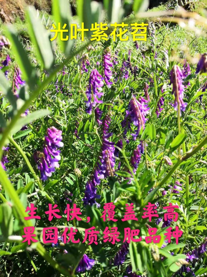 果园绿肥品种苕子到货，增加土壤有机质，改善果品品质