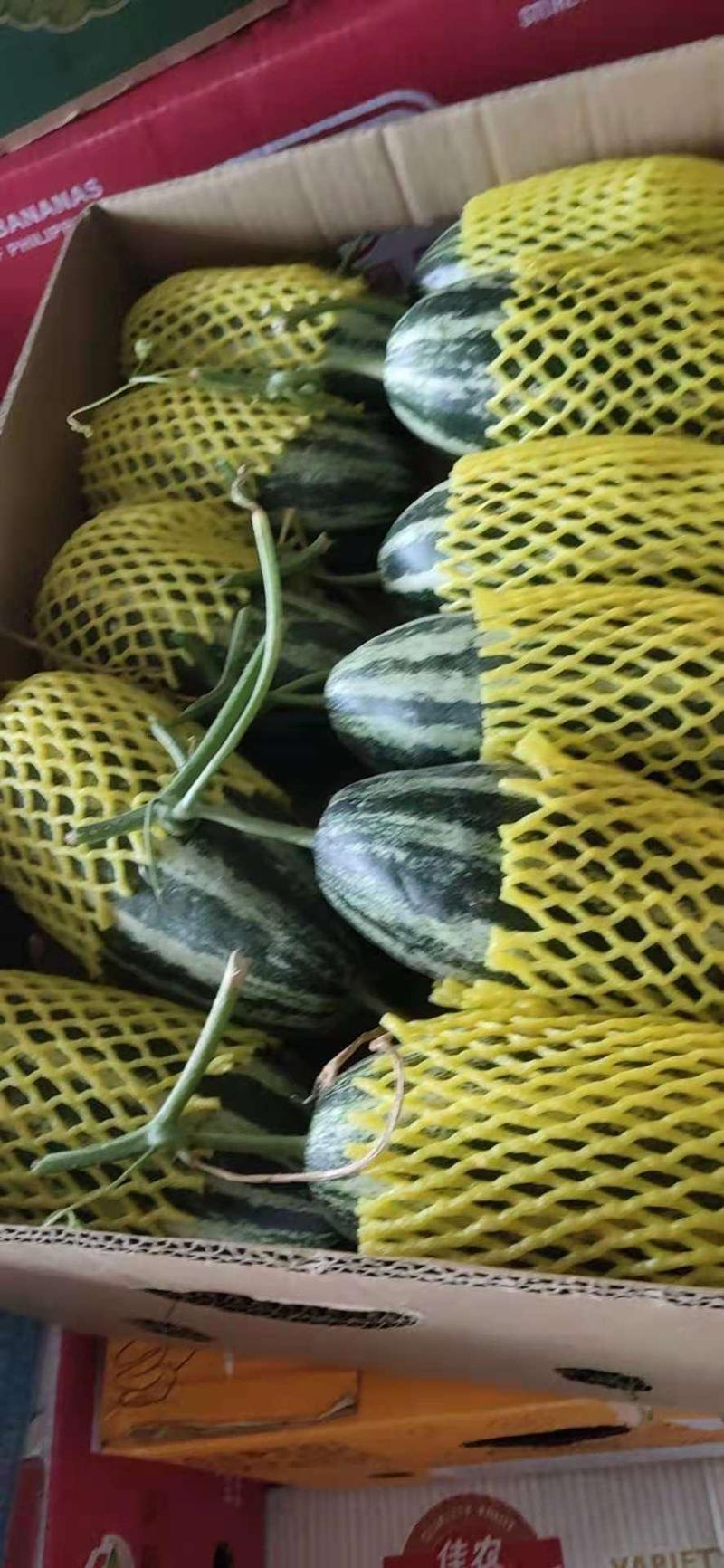 山东潍坊博洋甜瓜大量上市，量大从优，产地直发
