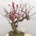 红梅花盆栽盆景红梅老桩耐寒花卉植物庭院室内素心腊梅树
