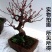 红梅花盆栽盆景红梅老桩耐寒花卉植物庭院室内素心腊梅树
