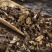 白头翁白花白头翁野丈人胡王使者纯根奈何草