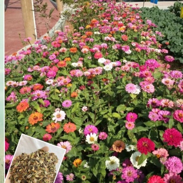 百日草花大，色艳，花期长，花海必备大量种子供应中