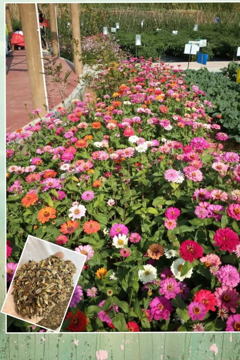百日草花大，色艳，花期长，花海必备大量种子供应中