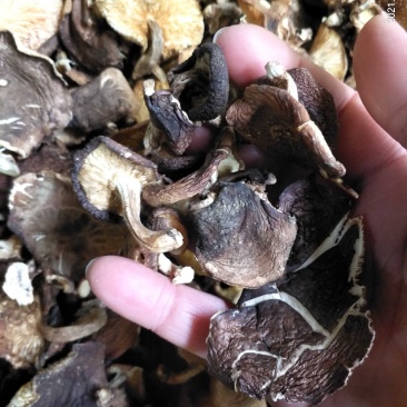 香菇椴木香菇椴木野生香菇广西大瑶山香菇产地直