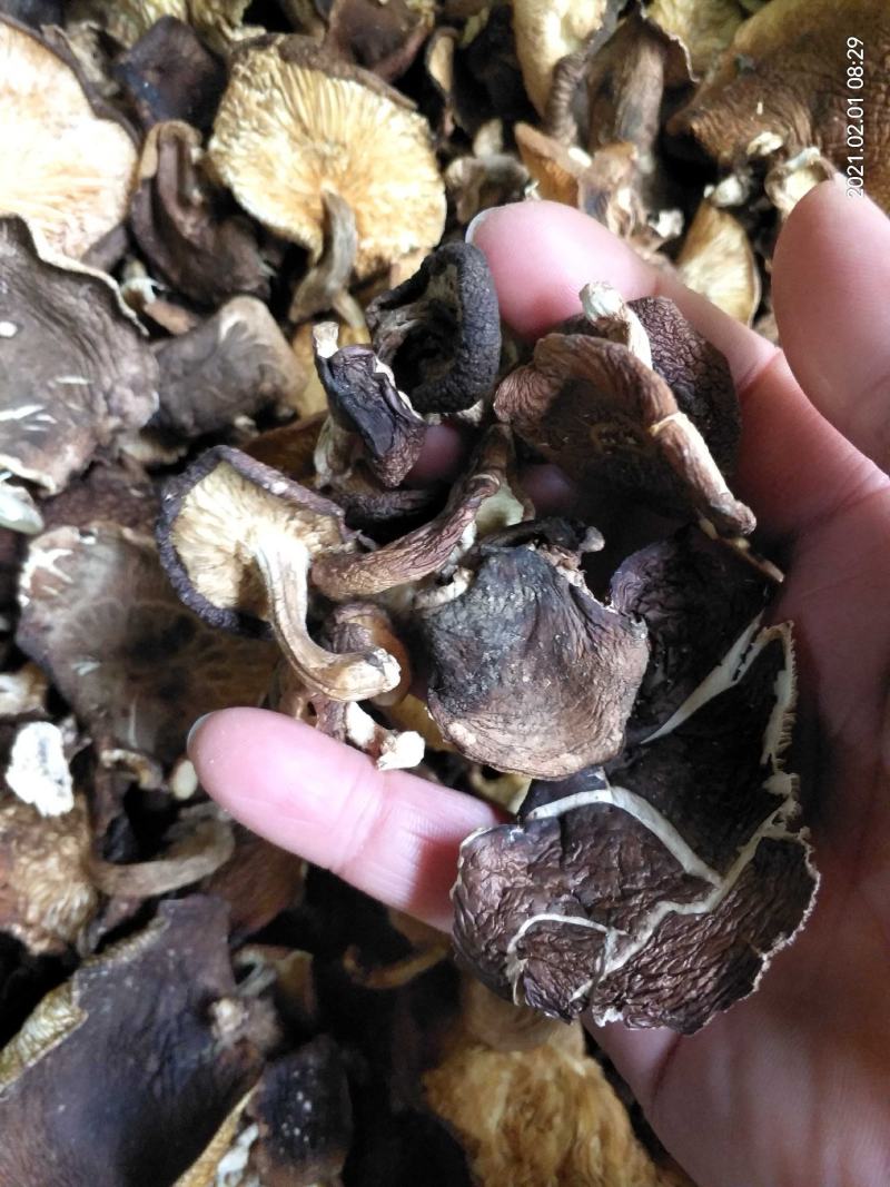 香菇椴木香菇椴木野生香菇广西大瑶山香菇产地直