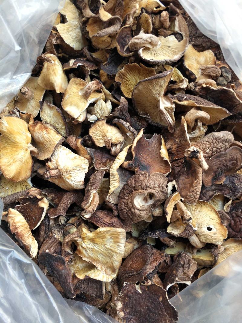 香菇椴木香菇椴木野生香菇广西大瑶山香菇产地直