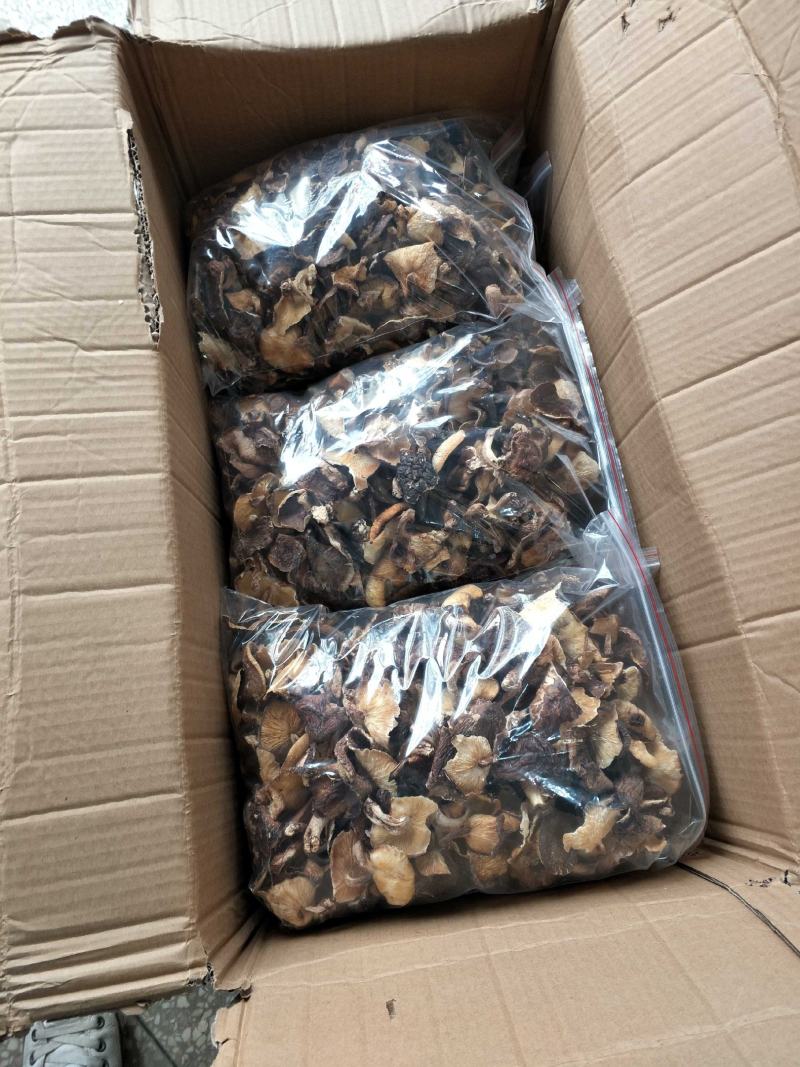 香菇椴木香菇椴木野生香菇广西大瑶山香菇产地直