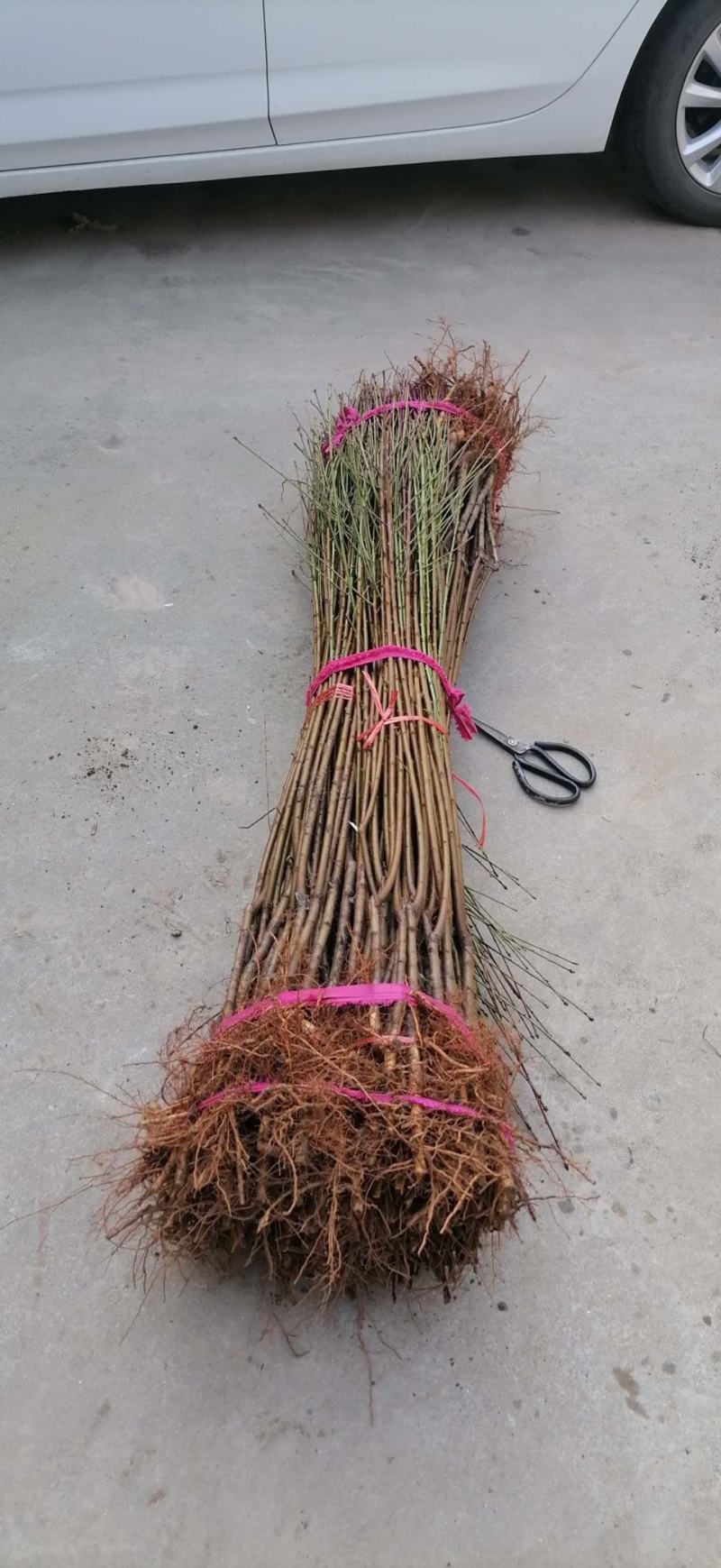 菊花碧桃，别名嫣红花桃。河南鄢陵货源无中介。