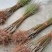 菊花碧桃，别名嫣红花桃。河南鄢陵货源无中介。