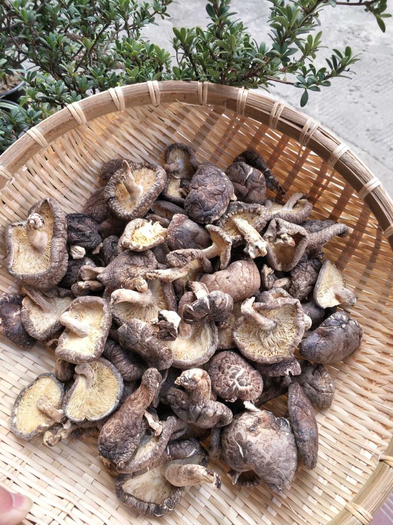 椴木香菇天然生态椴木香菇肉质细腻挑选货