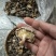 椴木香菇天然生态椴木香菇肉质细腻挑选货