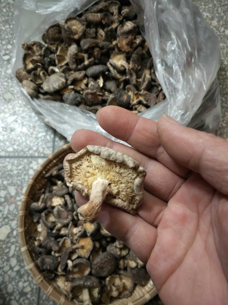 椴木香菇天然生态椴木香菇肉质细腻挑选货
