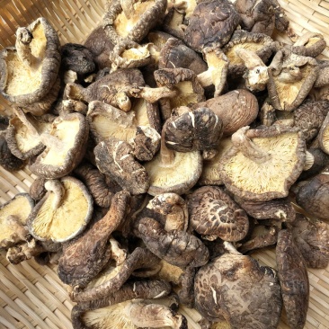 椴木香菇天然生态椴木香菇肉质细腻挑选货