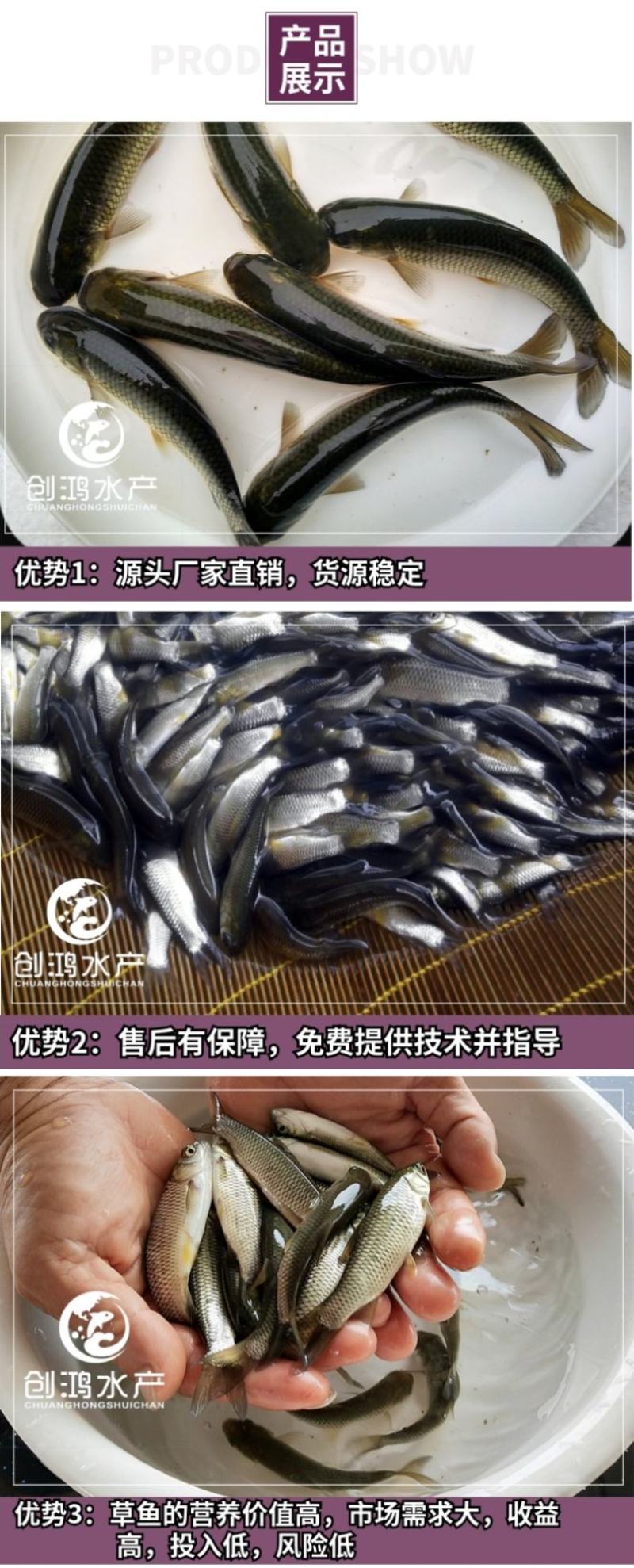【2023年新苗】草鱼苗鲩鱼苗草鱼水花供应基地直供
