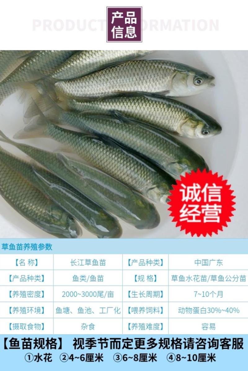 【2023年新苗】草鱼苗鲩鱼苗草鱼水花已打疫苗