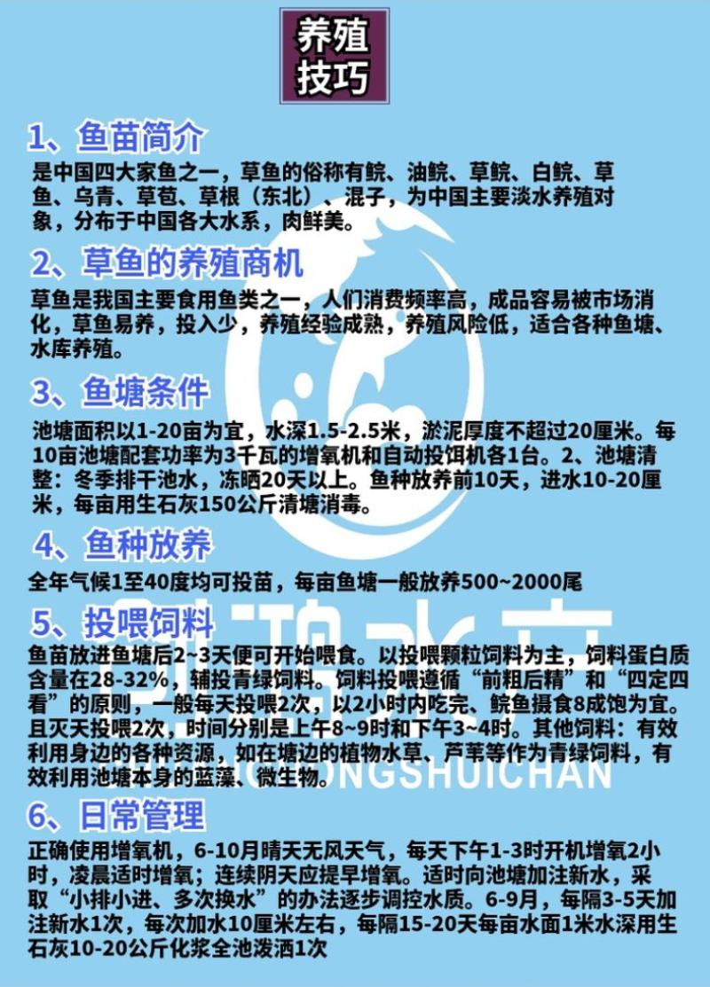 【2023年新苗】草鱼苗鲩鱼苗草鱼水花已打疫苗