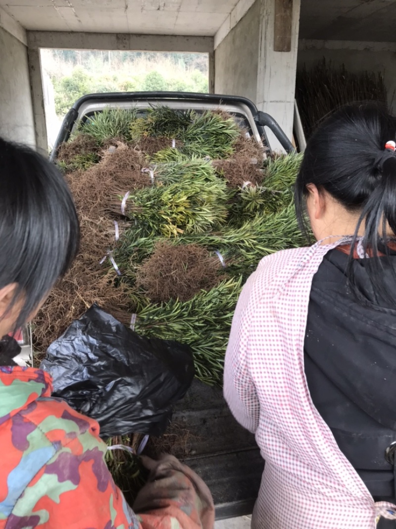 罗汉松，罗汉松小苗，支持基地现场看货挑苗，视频看货