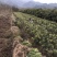 罗汉松，罗汉松小苗，支持基地现场看货挑苗，视频看货