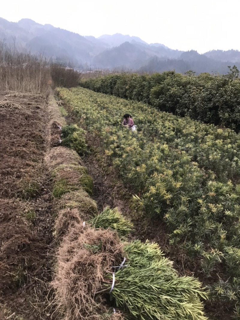 罗汉松，罗汉松小苗，支持基地现场看货挑苗，视频看货