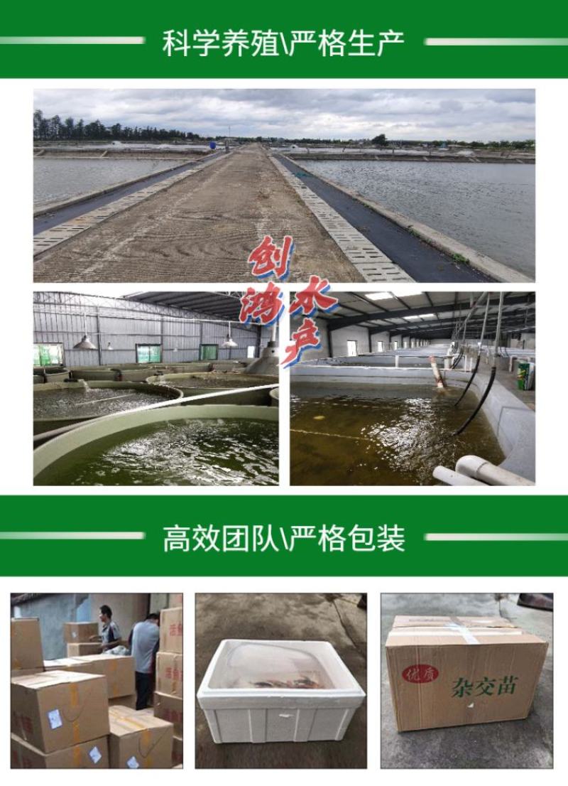 【2023年新苗】草鱼苗草鱼水花供应基地直供