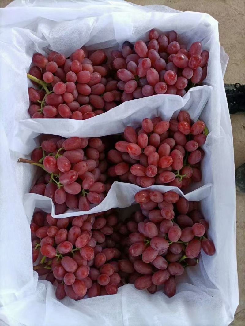 礼品盒巨峰葡萄二苼，头次。都有精品巨峰，红提，克论生