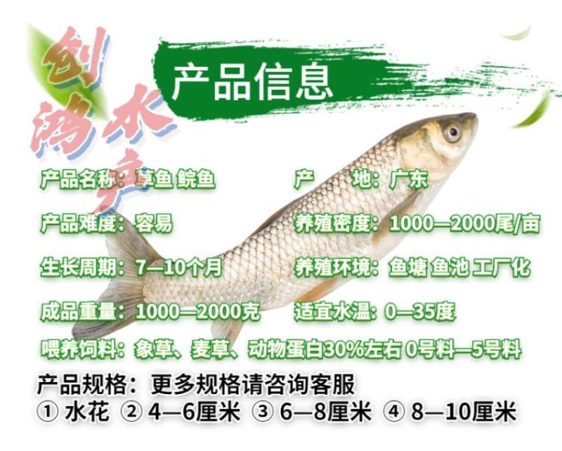 【2023年新苗】草鱼苗鲩鱼苗各类淡水鱼苗供应