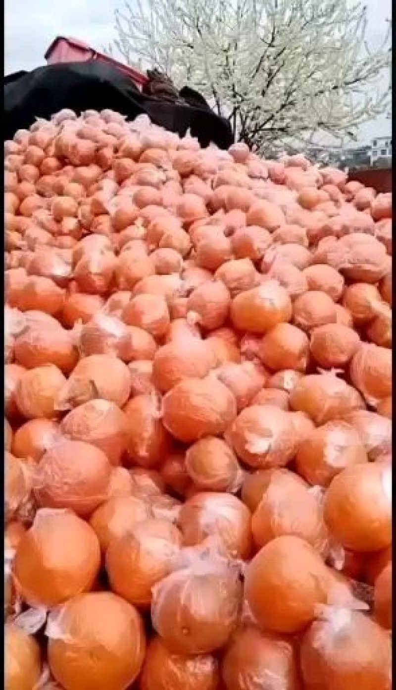 【实力】锦橙100，又名鹅蛋柑储存果大皮薄保质保量
