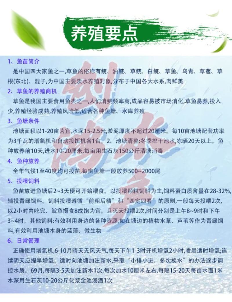 【2023年新苗】草鱼苗鲩鱼苗草鱼水花已打疫苗