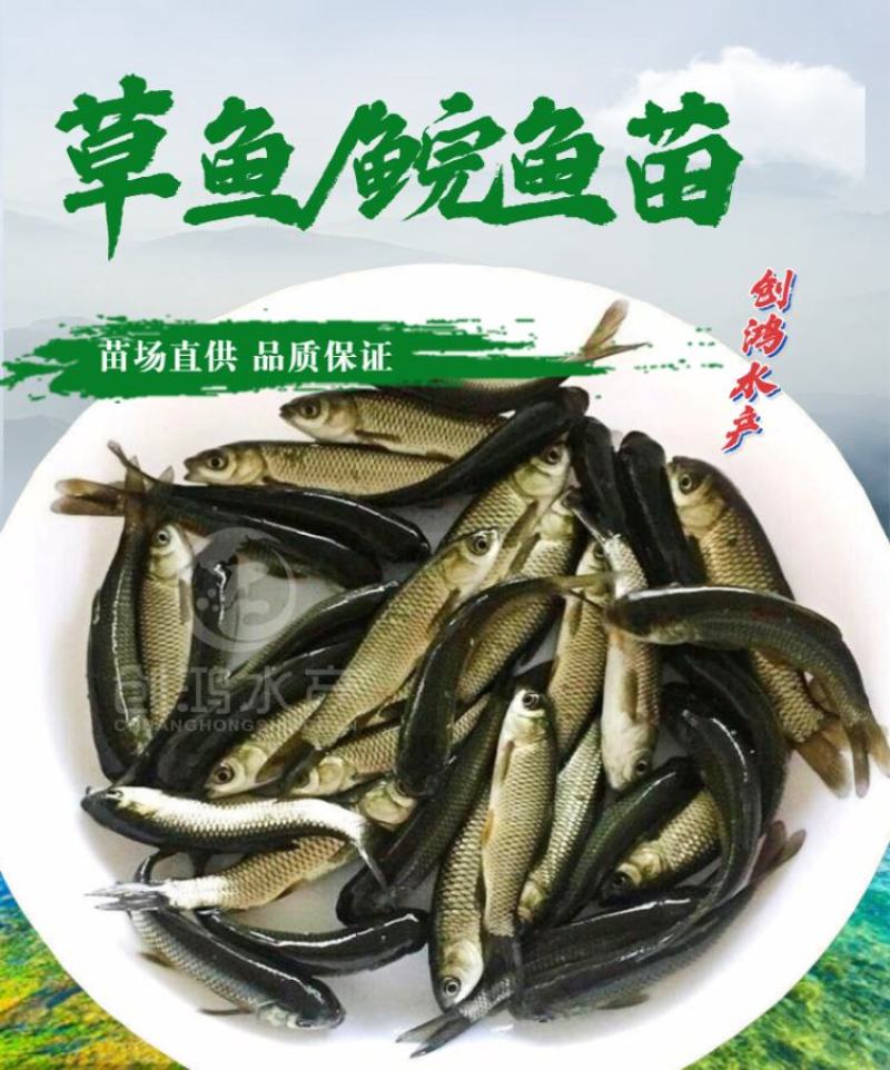 【2023年新苗】草鱼苗鲩鱼苗草鱼水花已打疫苗